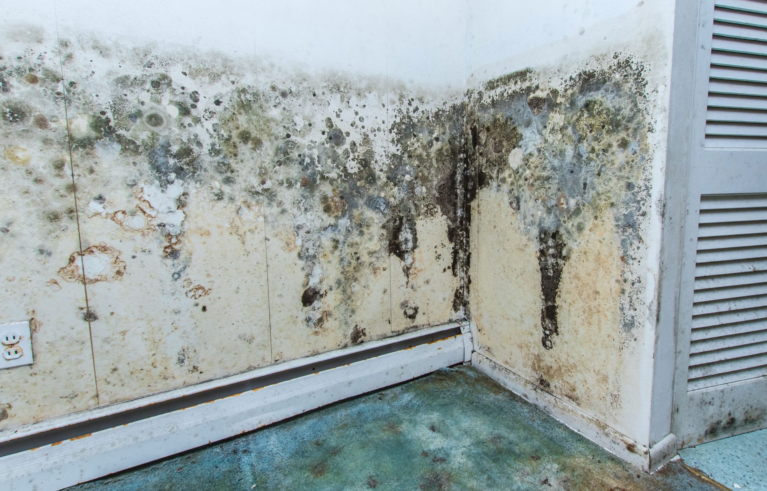 chandler mold removal